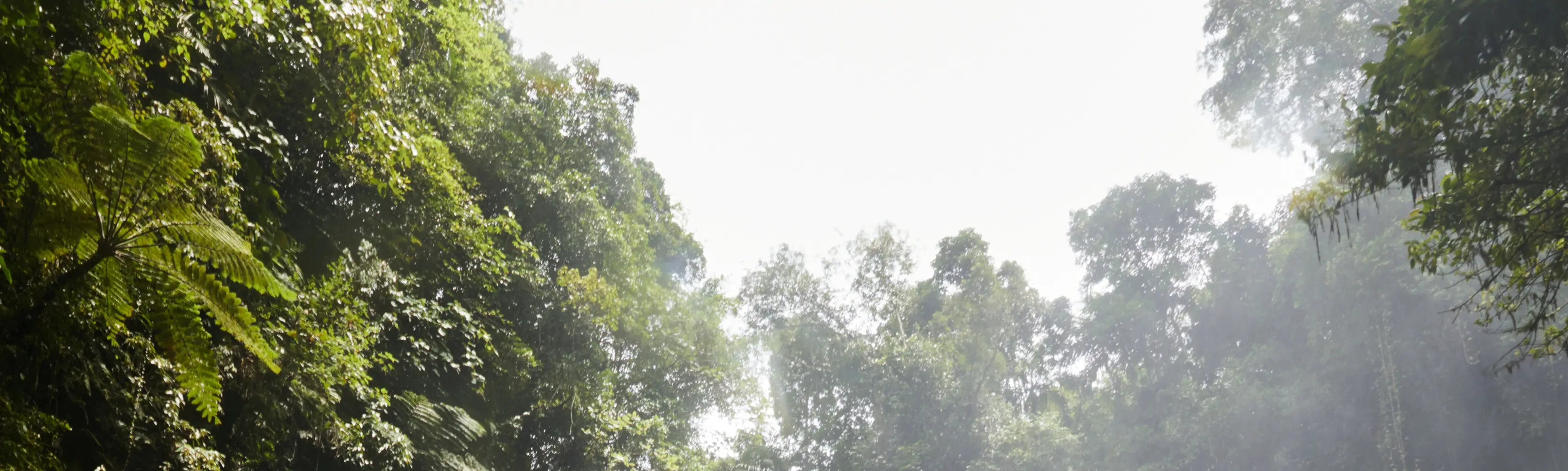 spray aurique arbre jungle cascade bali